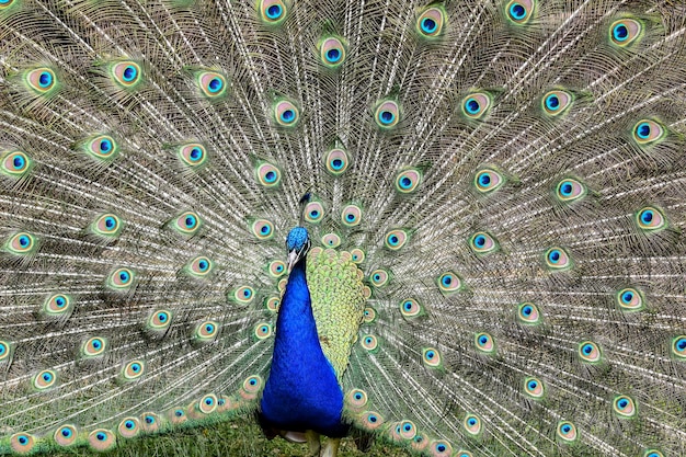 Foto primer plano de un pavo real con las alas abiertas