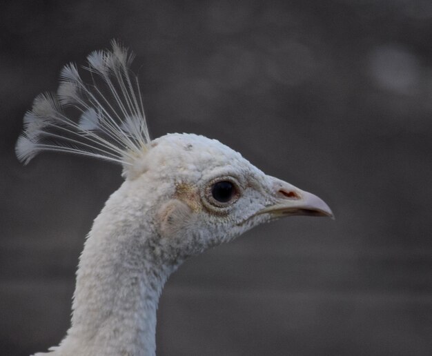 Primer plano del pavo real blanco