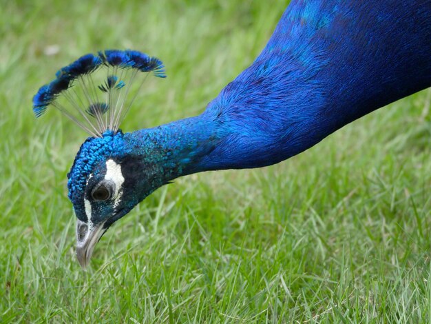 Foto primer plano de un pavo real en el campo