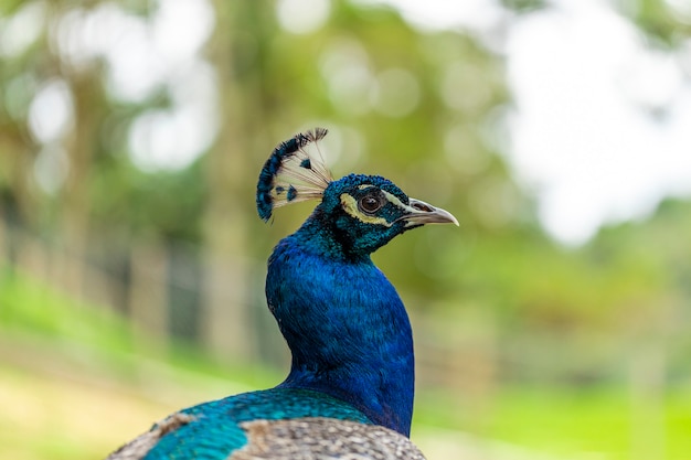 Primer plano de un pavo real en la granja.