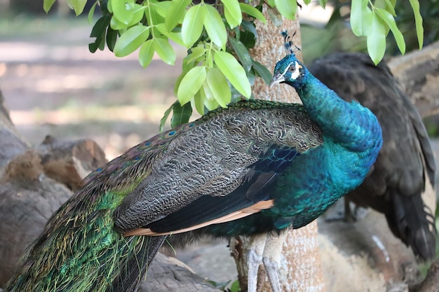 Primer plano de un pavo real posado en una rama