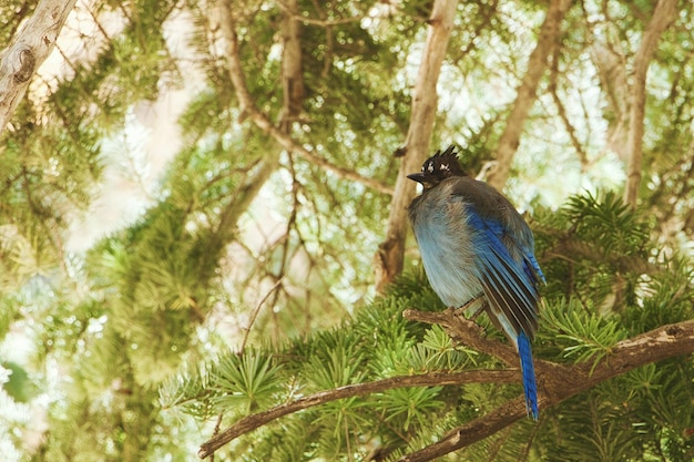 Primer plano de un pavo real en una rama