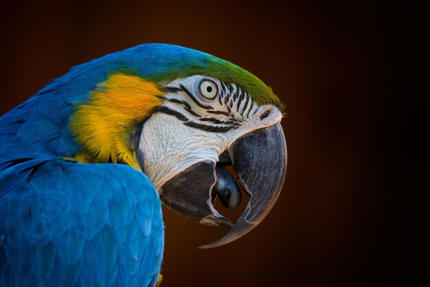 Foto primer plano de un pavo real sobre un fondo negro