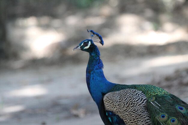 Foto primer plano de un pavo real