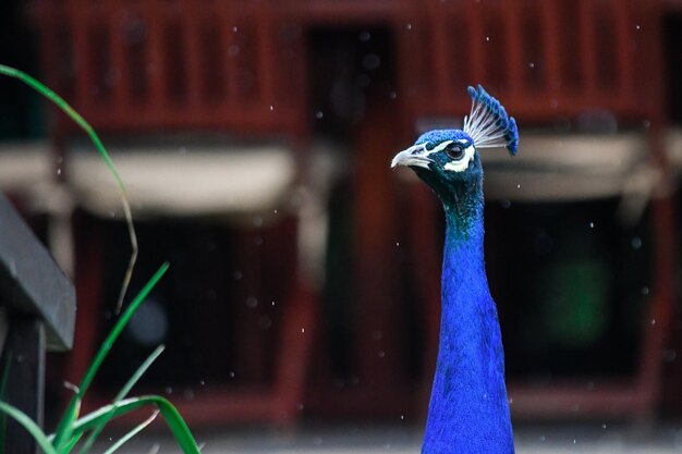 Foto primer plano de un pavo real