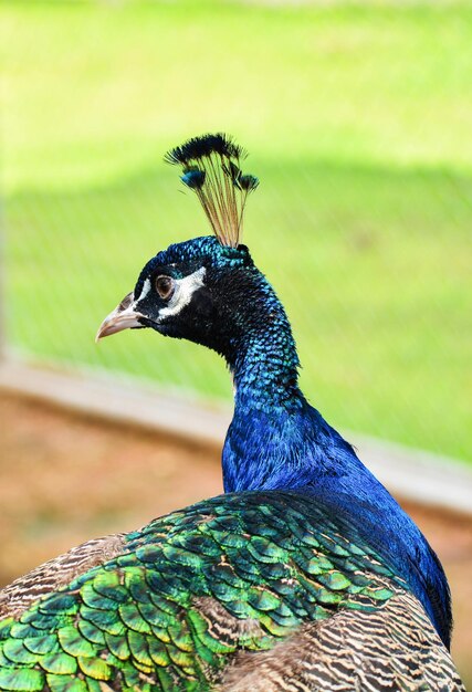 Foto primer plano de un pavo real