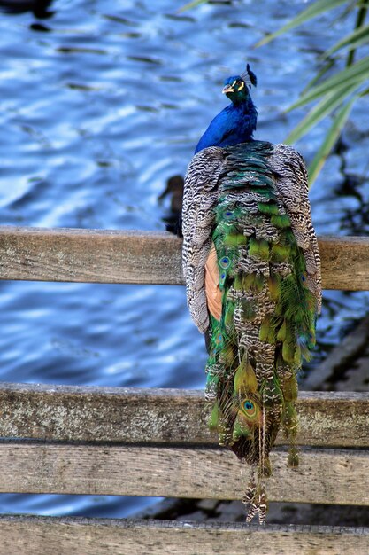 Foto primer plano del pavo real