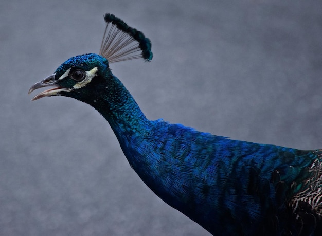 Primer plano del pavo real