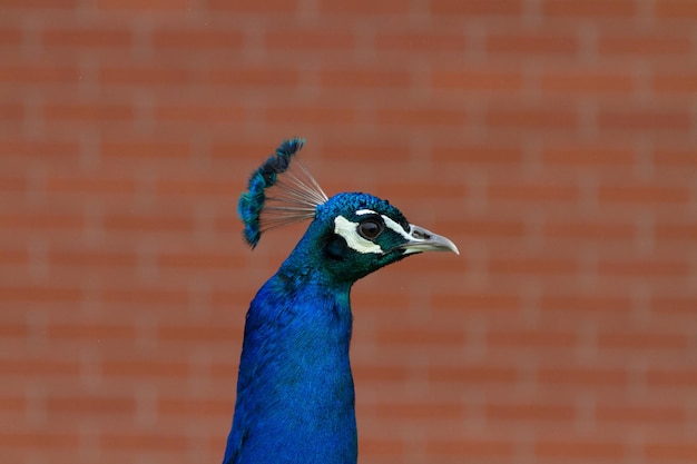 Foto primer plano de un pavo real