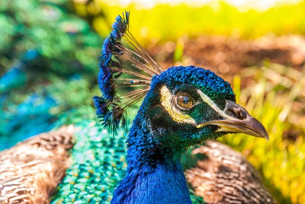 Foto primer plano de un pavo real