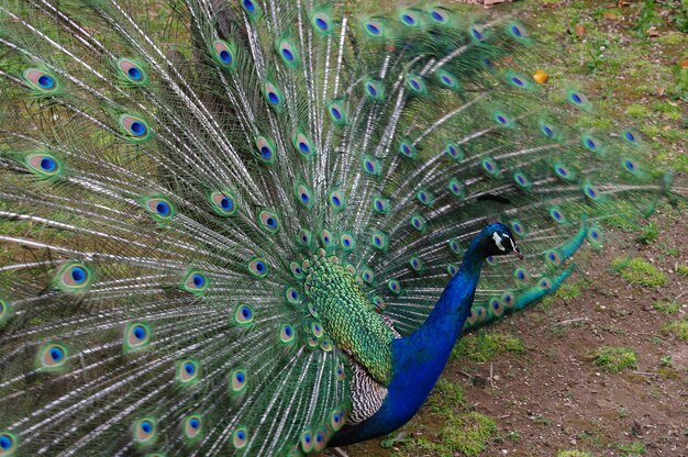 Foto primer plano del pavo real