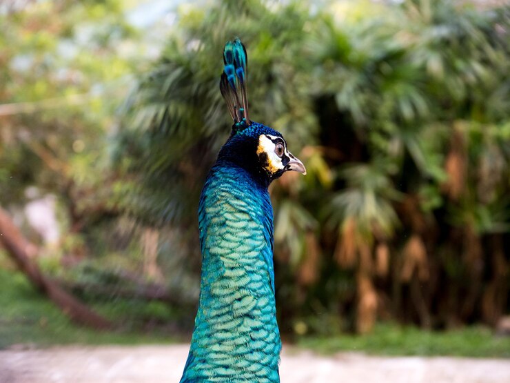 Foto primer plano del pavo real