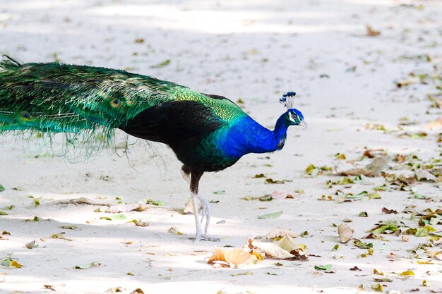 Foto primer plano del pavo real