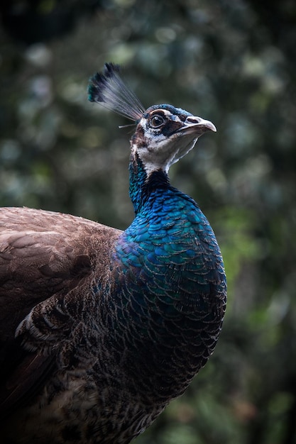 Primer plano de un pavo real