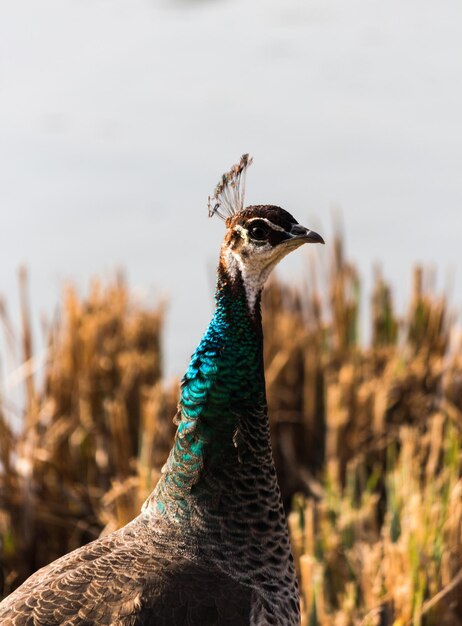 Primer plano del pavo real