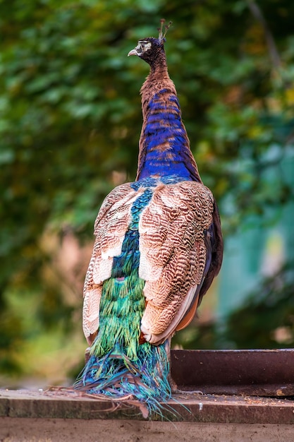 Foto primer plano de un pavo real