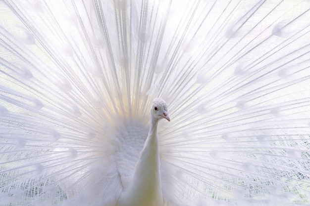 Primer plano de un pavo real