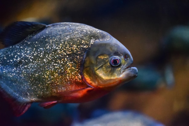 Primer plano de los peces en el acuario