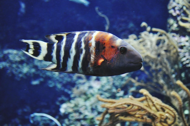 Primer plano de los peces en el acuario