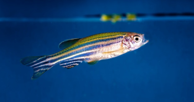 Primer plano de peces de acuario