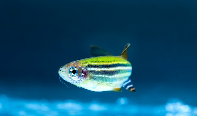 Primer plano de peces de acuario