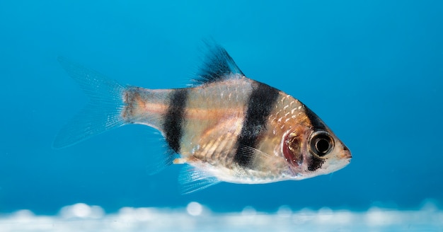 Primer plano de peces de acuario