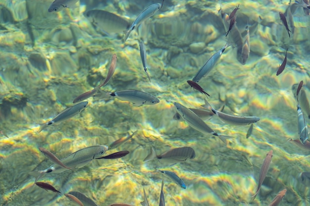 Primer plano de peces en el agua clara