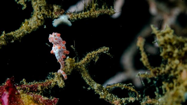 Foto primer plano de los peces bajo el agua