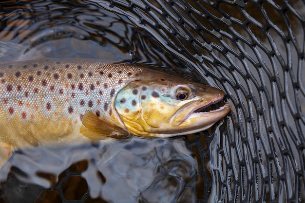 Primer plano de los peces en el agua