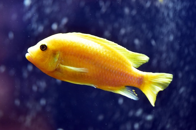 Foto primer plano de peces amarillos nadando en el agua