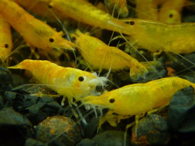 Foto primer plano de peces amarillos nadando en el mar