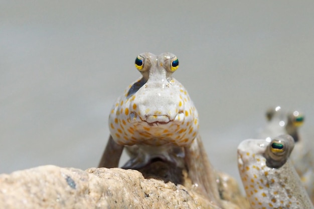 Primer plano de peces y barnacles en la roca