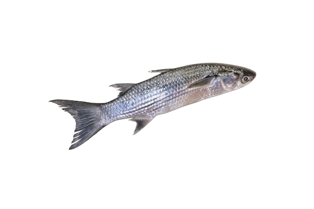 Primer plano de los peces contra un fondo blanco