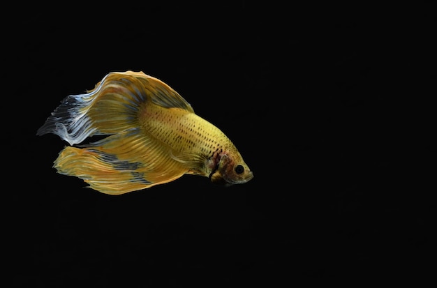 Primer plano de los peces contra un fondo negro