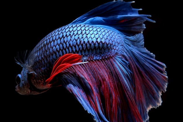 Primer plano de los peces contra un fondo negro