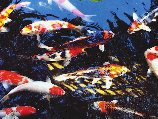Primer plano de los peces koi en el agua