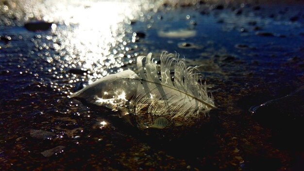 Foto primer plano de los peces en el mar