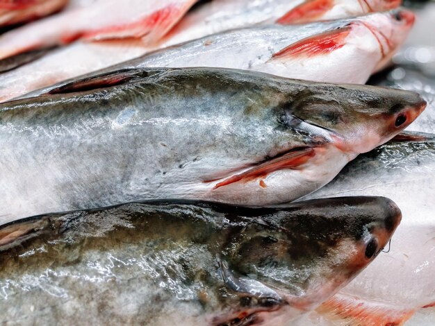 Foto primer plano de peces en el mercado para la venta