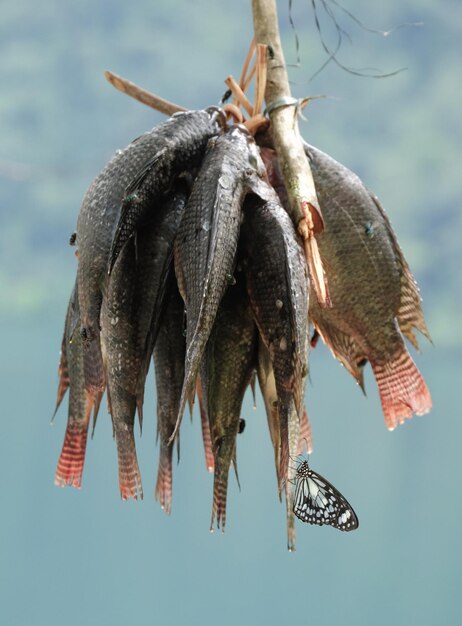 Foto primer plano de peces muertos colgando al aire libre