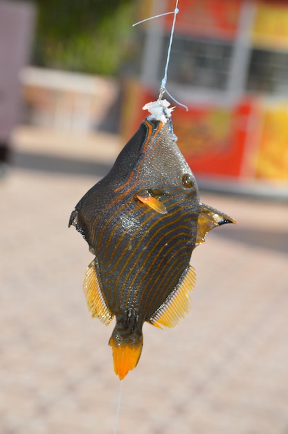 Foto primer plano de peces muertos