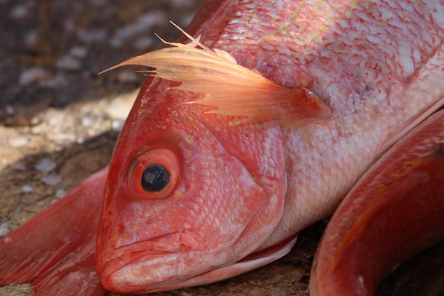 Foto primer plano de peces muertos