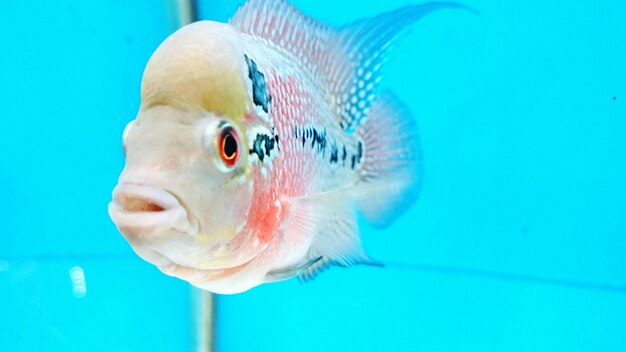 Primer plano de peces nadando en el acuario