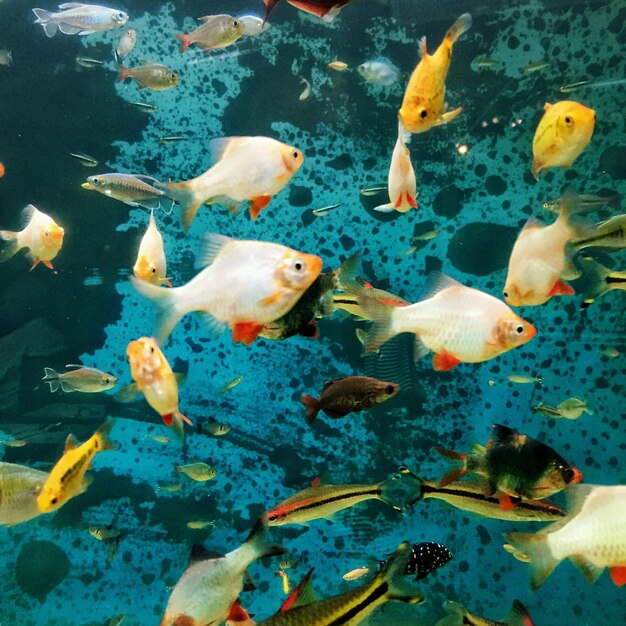 Primer plano de peces nadando en el agua