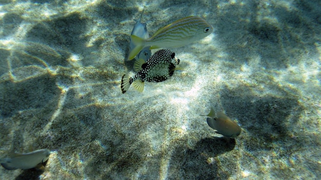 Foto primer plano de peces nadando bajo el agua