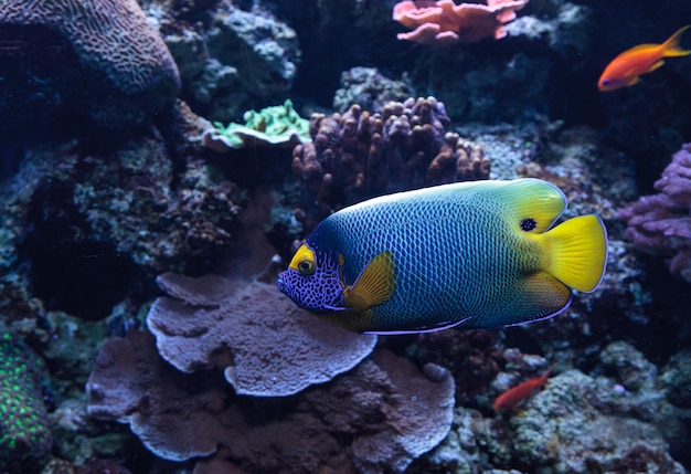 Primer plano de peces nadando bajo el agua