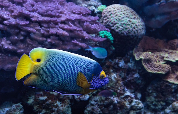 Primer plano de peces nadando bajo el agua