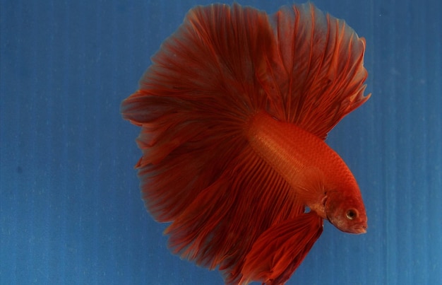Primer plano de peces nadando bajo el agua