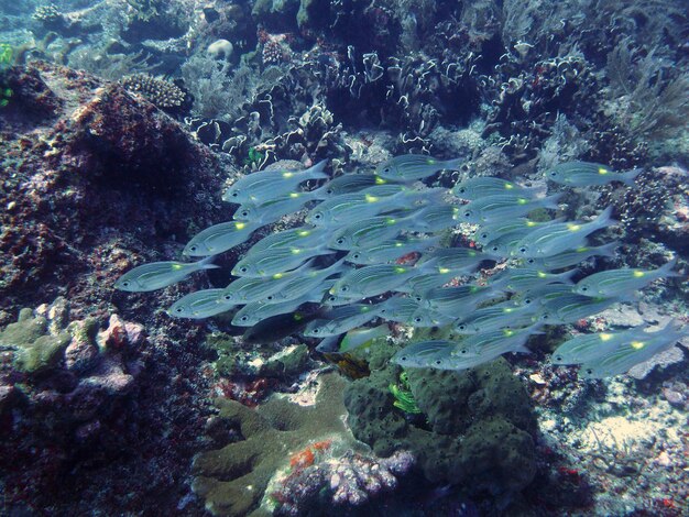 Foto primer plano de peces nadando en el mar