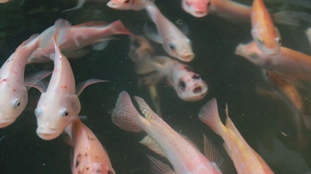 Foto primer plano de peces nadando en el mar