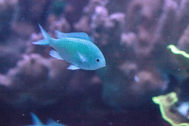 Primer plano de peces nadando en un tanque en un acuario